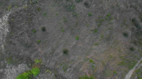 Verdant Patterns from Above Stock Footage 263479189