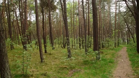 Verdant pine forest with scattered saplings and narrow dirt path under soft.. Stock Footage 335287578