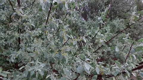A verdant plant with clusters of delicate white flowers, stock footage. Stock Footage 304967627