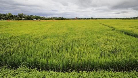 Verdant rice fields about to be harvested. Negros South Road-Pagatban-Bayawan-PH Stock Photos