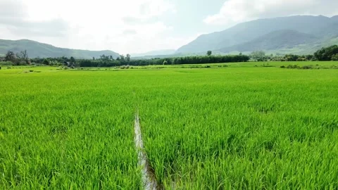 Verdant Rice Fields, Southeast Asia Agriculture Stock Footage 265066384