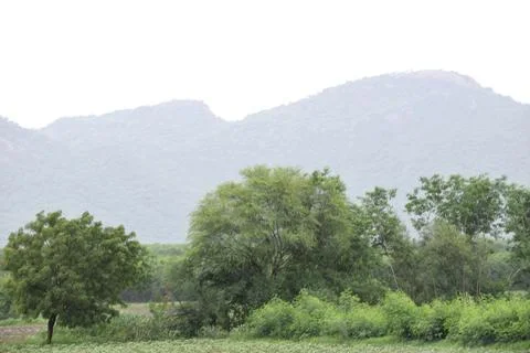 Verdant Rural Landscape With Fields and Trees Stock Photos