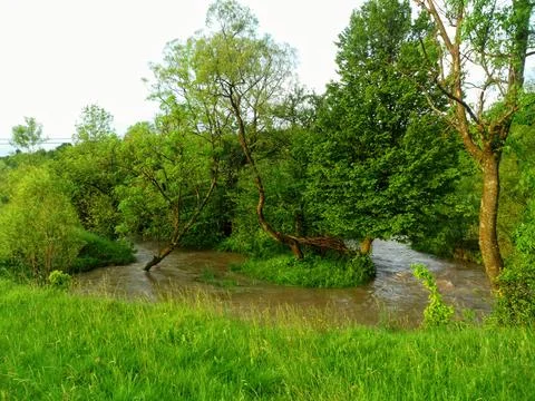 Verdant Spring Meander After Rainfall Stock Photos