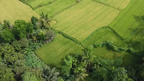 Verdant Symphony: Aerial Harmony Over Lush Rice Fields Stock Footage 258540050