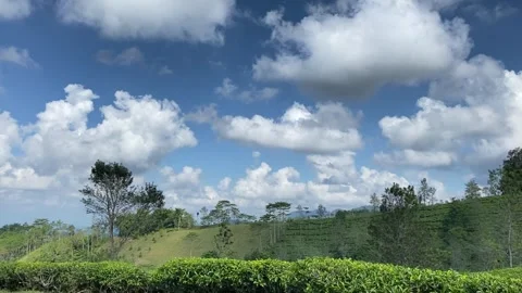 Verdant Tea Leaves: A Visual Feast - 4K Video stock 283630908