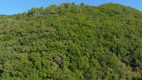 Verdant Trees In The Mountain Forest In Summer. - aerial Stock Footage 251794516
