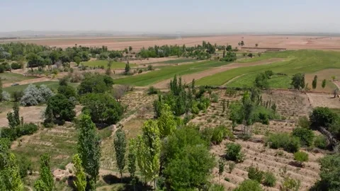 Verdant trees stretch high on the dry landscape their, stock footage. Stock Footage 304783480