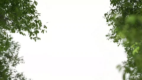 Verdant trees tranquility break through on white backgrounds footage video .. Vídeos de archivo 331411694