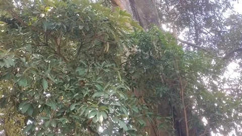 Verdant Tropical Canopy Video stock 332057986