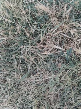 Verdant Variations Stock-Fotos