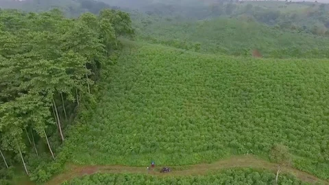 Verdant Views: A Breathtaking Panorama Video stock 289540235