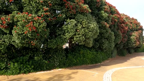 Verdant Walk A Sidewalk Surrounded by Lush Trees Stock Footage 278460133