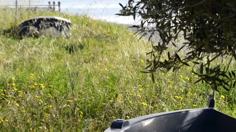 Verdant waterfront Stock Footage 152236742