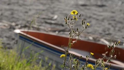 Verdant waterfront Stock Footage 152236812