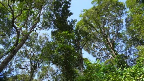 Verdant Wilderness: High Tree Canopies Framing Clear Daytime Skies 스톡 동영상 342814430