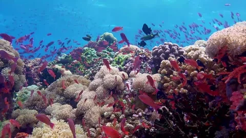 Verde Island reef scene Stock Footage 307148961