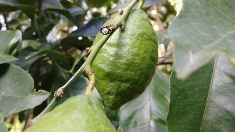 Verdello lemon Hanging On Tree Stock Footage 97020320