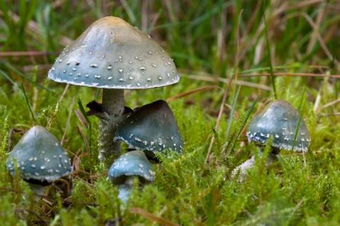 Verdigris agaric Stock Photos