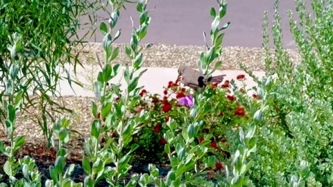 Verdin Bird in the front Yard. 스톡 동영상 244810295