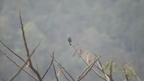 A verditer flycatcher on a branch Stock Footage 273493873