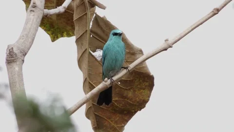 Verditer flycatcher Video stock 307414688