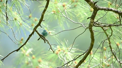 Verditer Flycatcher Perched on Pine Branch Stock Footage 338432541