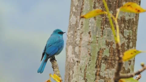 Verditer flycatcher perched on a tree branch in nature Stock Footage 334824590