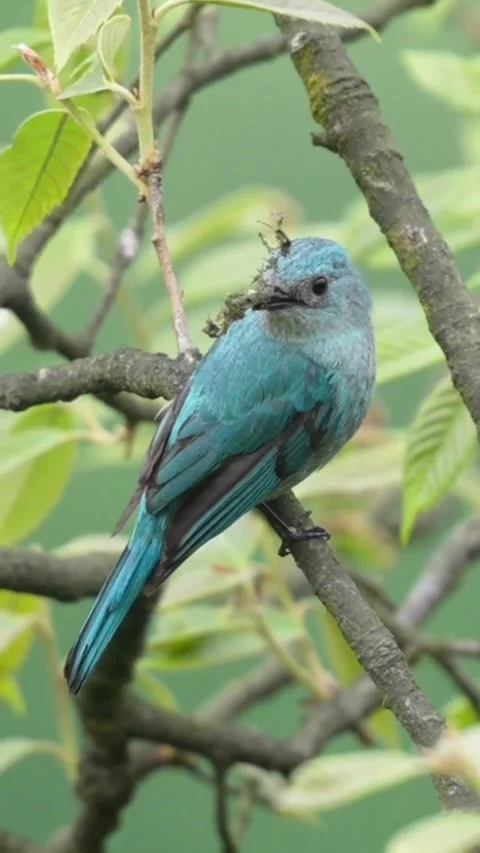 Verditer flycatcher perched on a tree branch with nesting material Stock Footage 336033611