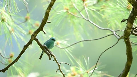 Verditer Flycatcher Resting Among Pine Needles Stock Footage 338432465