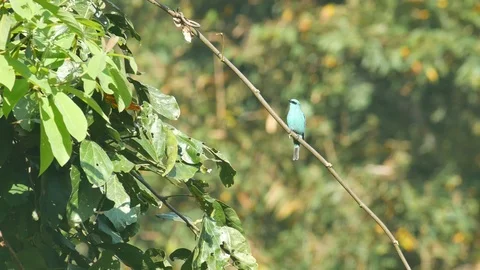 Verditer flycatcher resting on the branch 스톡 동영상 103618834