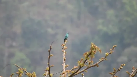 Verditer flycatcher on a tree branch Stock Footage 273494789