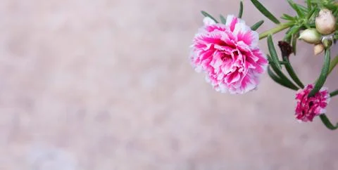 Verdolaga Stock Photos