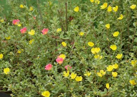 Verdolaga Stock Photos