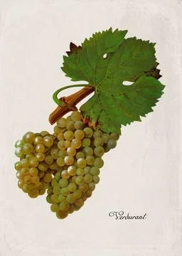 Verdurant Classic White Wine Grape Variety, Botanical Illustration Stock Illustration