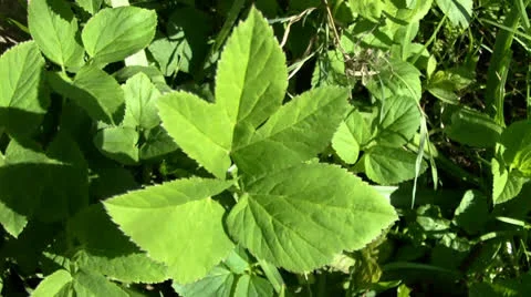 Verdure Stock Footage 24696752