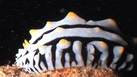 Vericosa Wart Slug, Nudibranch, Macro Shot Stock Footage 292866053