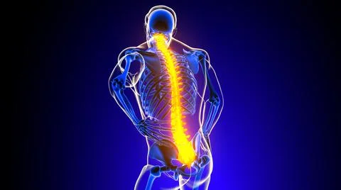 Veritable column spine Back pain Anatomy For Medical Concept 3D Ilustración de archivo