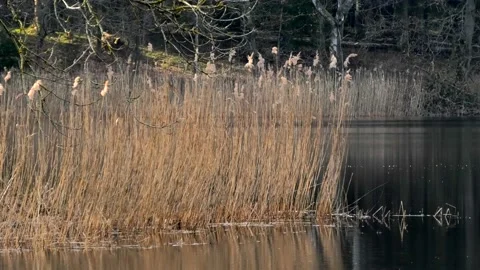 Verkasjön, Skåne, Sweden Stock-Footage 220564187