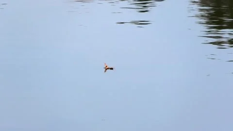 Verkasjön, Skåne, Sweden Stock-Footage 220564200