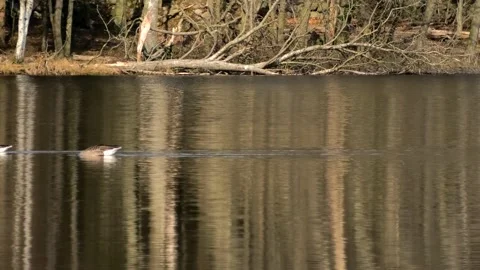 Verkasjön, Skåne, Sweden Stock-Footage 220564282