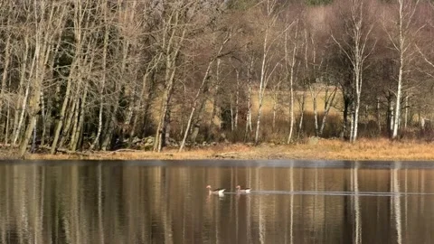 Verkasjön, Skåne, Sweden Stock-Footage 220564283