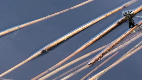 Verkasjön, Skåne, Sweden Stock-Footage 220564309
