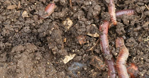 Vermi-compost Видео 139557594