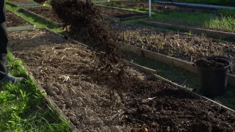 Vermicompost being spread on garden beds soil fertilizing close-up Stock Footage 340752952