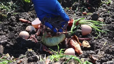Vermicomposting. Using earthworm to decompose organic waste. Stock Footage 154211956