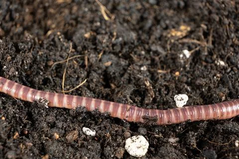 Vermicomposting Worm Pattern Red and Pink Stripes Stock Photos
