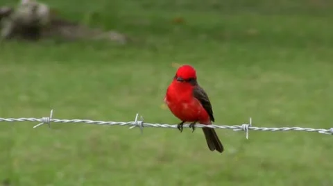 Vermillion fly catcher on barbed wire Stock Footage