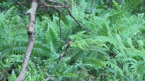 Vermillion flycatcher Stock Footage 772574