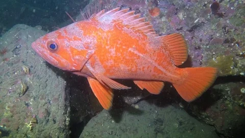 Vermillion rockfish Stock Footage 88233634