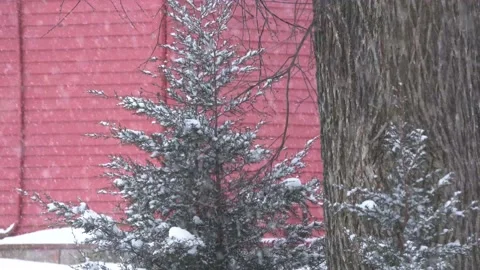 Vermont Barn Pine Tree With Snow Vidéo 148168443